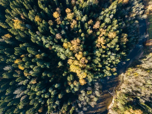 Vista Aérea Rio Ondulado Gauja Floresta Colorida Outonal Letónia — Fotografia de Stock