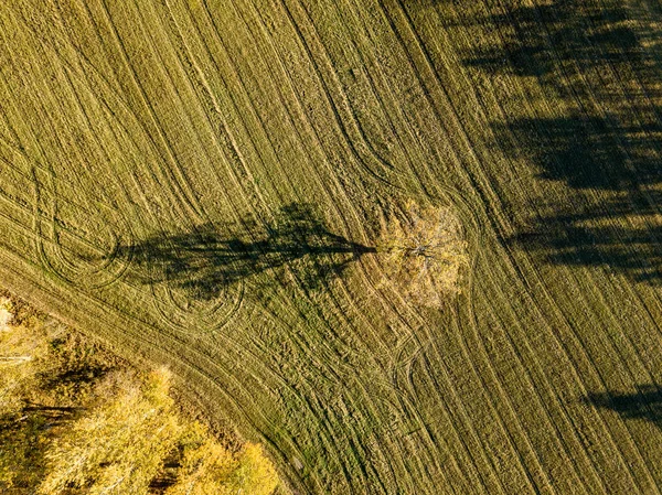 Vista Aérea Área Rural Com Árvores Outono Coloridas Campo Amarelas — Fotografia de Stock