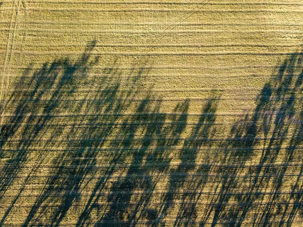 Вид Воздуха Сельскую Местность Тенями Поля Деревьев — стоковое фото