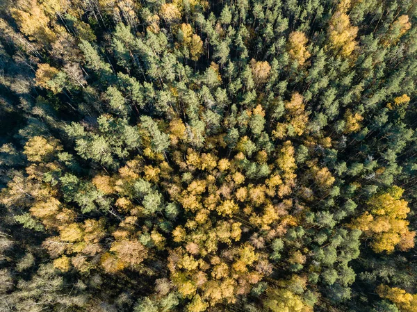 拉脱维亚森林中黄绿色树的秋季乡村鸟瞰图 — 图库照片