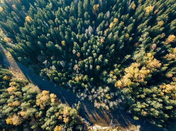Vista Aérea Rio Gauja Floresta Colorida Outonal Letónia — Fotografia de Stock