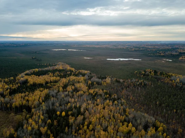 拉脱维亚黄色秋季树木与田野和森林的鸟瞰图 — 图库照片