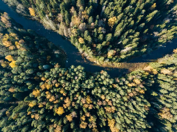 Vista Aérea Rio Gauja Floresta Colorida Outonal Letónia — Fotografia de Stock