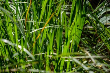 yeşil yaprakları ile erken sonbahar arka plan bulanıklık ve bazı renkli sonbahar yaprakları