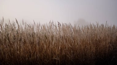 beautiful grass bents in autumn mist at countryside with shallow depth of field. foggy background clipart
