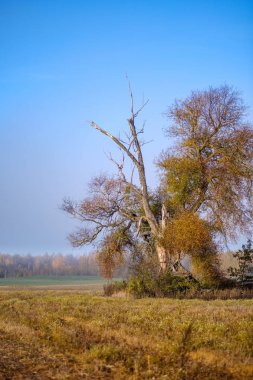 Yalnız sonbahar ağaç boş alanın ortasında geç düşmek