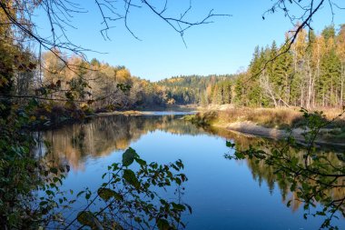 sonbahar renkli ülkede orman nehir. Nehri Gauja Letonya Cesis şehir yakınında