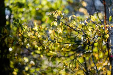 arka plan deseni sarı sonbahar ağacının yaprakları. sıcak renkler