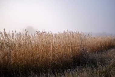 kırsal alan sığ derinliği ile güzel çim bents sonbahar sis içinde. Sisli arka plan