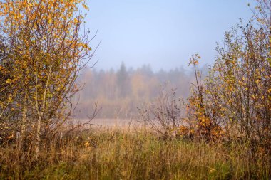 duyu veya siste çayır renkli sonbaharda gizleme zihin estetik yalnız sonbahar ağaçlar hoş