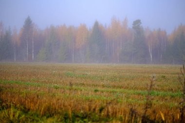 duyu veya siste çayır renkli sonbaharda gizleme zihin estetik yalnız sonbahar ağaçlar hoş