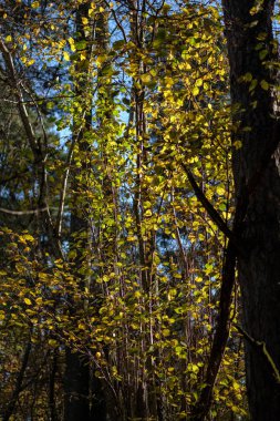 parlak sarı renkli huş ağacı yaprakları ve sonbaharda şubeleri. doğal dokulu arka plan