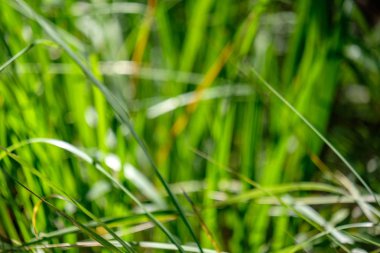 yeşil yaprakları ile erken sonbahar arka plan bulanıklık ve bazı renkli sonbahar yaprakları