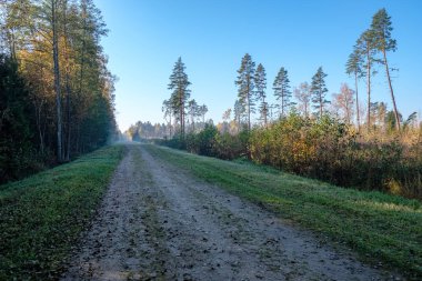 duyu hoş ya da estetik olarak ülkede çakıl yol sonbahar renk sonbahar renk sis ve her iki tarafta sisli ağaçları ile sorun