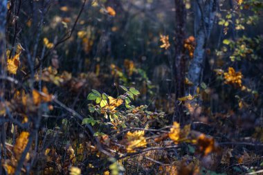 arka plan deseni sarı sonbahar ağacının yaprakları. sıcak renkler