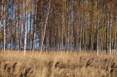 parlak sarı renkli huş ağacı yaprakları ve sonbaharda şubeleri. doğal dokulu arka plan
