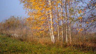duyu veya siste çayır renkli sonbaharda gizleme zihin estetik yalnız sonbahar ağaçlar hoş