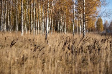 parlak sarı renkli huş ağacı yaprakları ve sonbaharda şubeleri. doğal dokulu arka plan