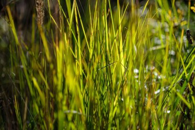 yeşil yaprakları ile erken sonbahar arka plan bulanıklık ve bazı renkli sonbahar yaprakları