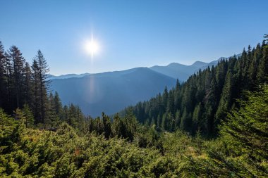 karanlık ormanın içinde siste hafif şeritli puslu gündoğumu Slovakça Tatra Dağları'nda. yürüyüş parkurları, sonbahar