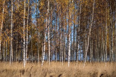 parlak sarı renkli huş ağacı yaprakları ve sonbaharda şubeleri. doğal dokulu arka plan