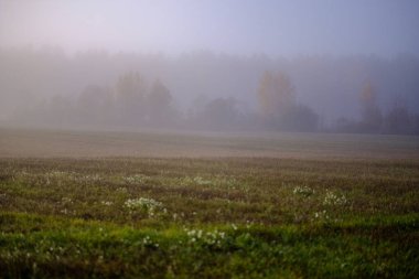 duyu veya siste çayır renkli sonbaharda gizleme zihin estetik yalnız sonbahar ağaçlar hoş