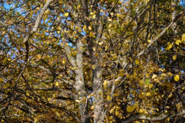 arka plan deseni sarı sonbahar ağacının yaprakları. sıcak renkler