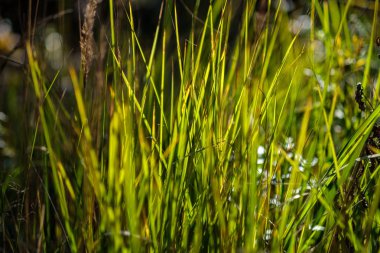 yeşil yaprakları ile erken sonbahar arka plan bulanıklık ve bazı renkli sonbahar yaprakları