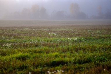 duyu veya siste çayır renkli sonbaharda gizleme zihin estetik yalnız sonbahar ağaçlar hoş