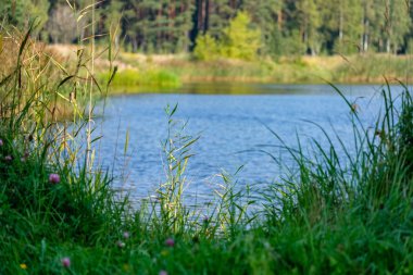 yeşil yaprakları ile erken sonbahar arka plan bulanıklık ve bazı renkli sonbahar yaprakları