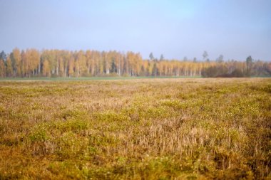 kahverengi sonbahar renkleri geç sonbaharda boş alan