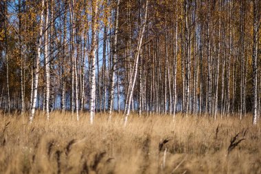parlak sarı renkli huş ağacı yaprakları ve sonbaharda şubeleri. doğal dokulu arka plan