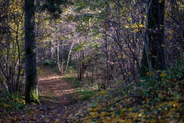 Bazı renkli yaprakları ve parlak gökyüzü ile geç sonbaharda ormanda doğal turistik iz