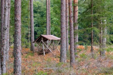 çam ağacı orman sonbaharda kuru. doku ağaç gövdeleri üzerinden nazik ve arka plan bulanıklık