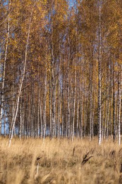 parlak sarı renkli huş ağacı yaprakları ve sonbaharda şubeleri. doğal dokulu arka plan