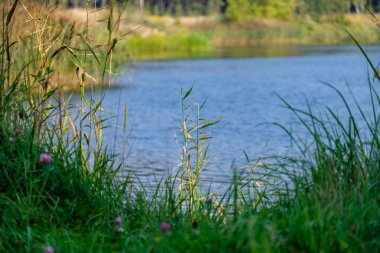 yeşil yaprakları ile erken sonbahar arka plan bulanıklık ve bazı renkli sonbahar yaprakları