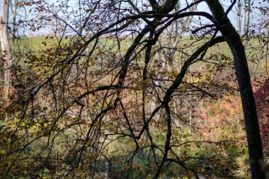 parlak sarı renkli huş ağacı yaprakları ve sonbaharda şubeleri. doğal dokulu arka plan