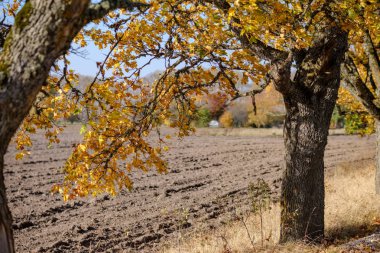 parlak gün ışığı tarafında renkli ağaçlar ile geç sonbaharda boş taze ekili tarım alanı