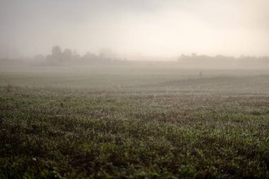 duyu veya siste çayır renkli sonbaharda gizleme zihin estetik yalnız sonbahar ağaçlar hoş