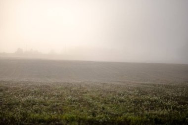 duyu veya siste çayır renkli sonbaharda gizleme zihin estetik yalnız sonbahar ağaçlar hoş