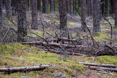 çam ağacı orman sonbaharda kuru. doku ağaç gövdeleri üzerinden nazik ve arka plan bulanıklık