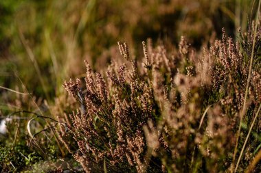 arka plan deseni sarı sonbahar ağacının yaprakları. sıcak renkler