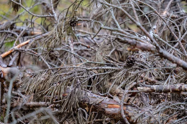 Сухий Сосновий Ліс Восени Ніжні Текстури Стовбурів Дерев Розмитого Фону — стокове фото