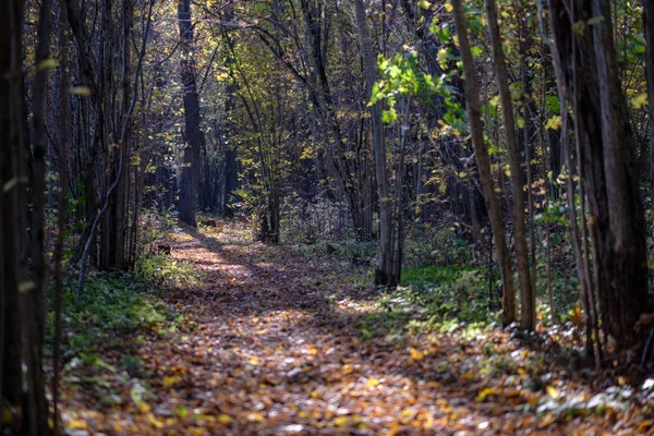 Természetes Turistaúton Erdőben Késő Ősszel Néhány Színes Levelek Világos — Stock Fotó