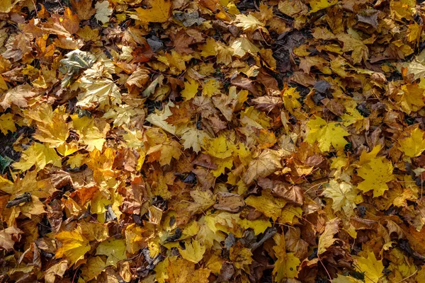 Vzorku Abstraktní Pozadí Žluté Podzimní Strom Listy Teplé Barvy — Stock fotografie