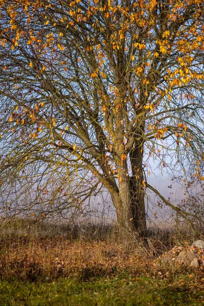 Befriedigung Der Sinne Oder Des Geistes Ästhetisch Einsame Herbstbäume Die — Stockfoto