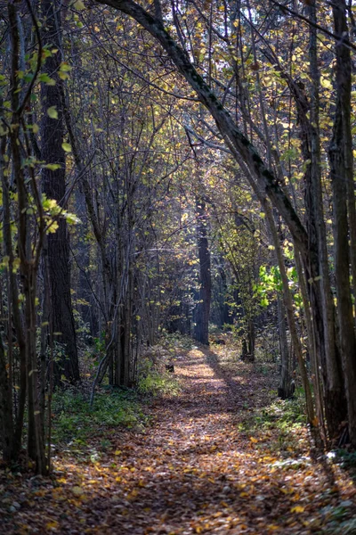 Sentier Touristique Naturel Dans Les Bois Fin Automne Avec Quelques — Photo