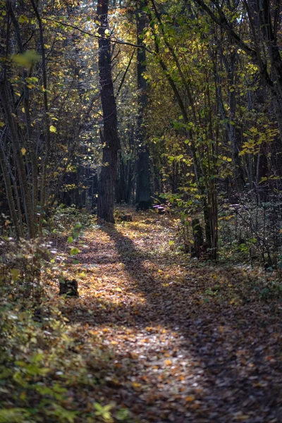 Sentier Touristique Naturel Dans Les Bois Fin Automne Avec Quelques — Photo