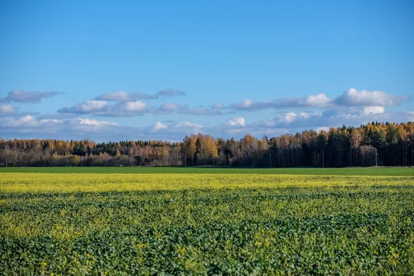在深秋的绿色田野与森林在背景和破碎的云彩上空蓝天 — 图库照片