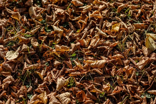 Abstrakte Hintergrundmuster Von Gelben Herbstbaumblättern Warme Farben — Stockfoto